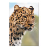 Leopard Photo Foto Afdruk (Voorkant)
