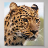 Leopard Photo Poster (Voorkant)