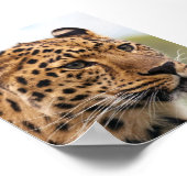 Leopard Photo Poster (Hoek)