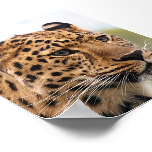 Leopard Photo Poster (Hoek)