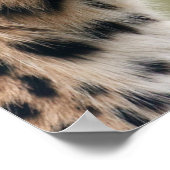 Leopard Photo Poster (Hoek)