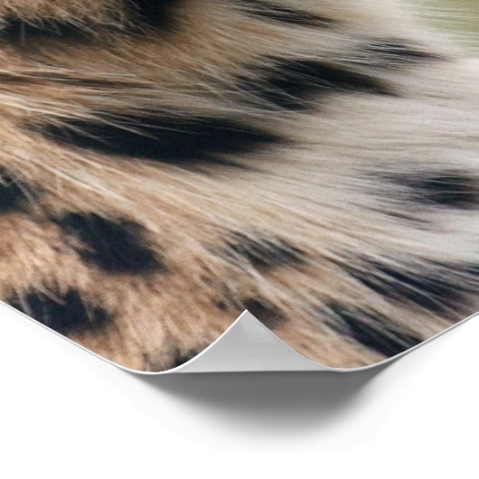 Leopard Photo Poster (Hoek)