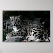 Leopard Photo Print (Voorkant)
