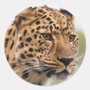 Leopard Photo Ronde Sticker