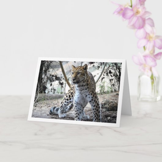 Leopard Portrait Kaart (Orchidee)