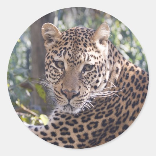 Leopard Portrait Ronde Sticker (Voorkant)