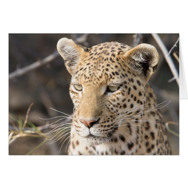 Leopard portret (Voorkant Horizontaal)