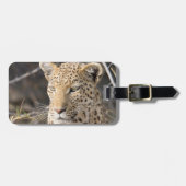 Leopard portret bagagelabel (Voorkant horizontaal)