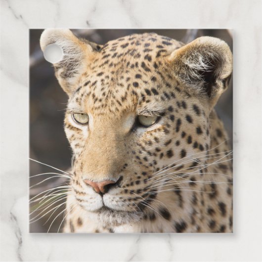 Leopard portret bedankjes labels (Voorkant)