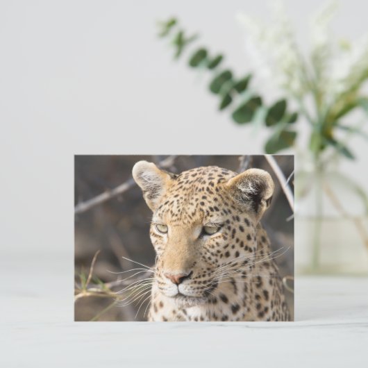 Leopard portret briefkaart (Staand voorkant)