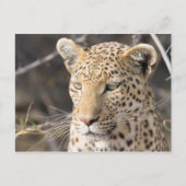 Leopard portret briefkaart (Voorkant)