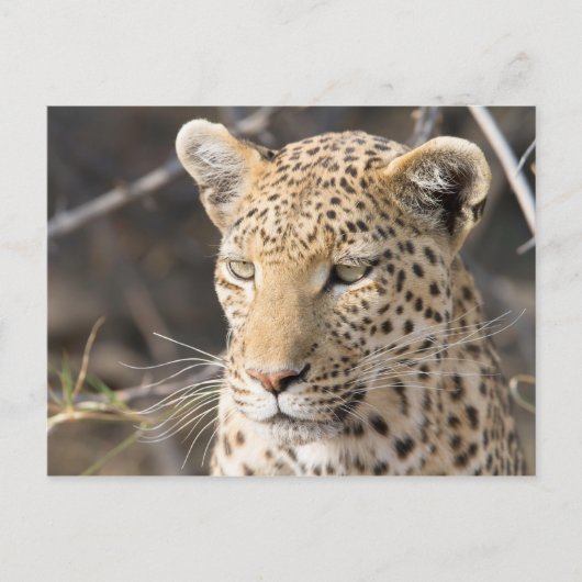 Leopard portret briefkaart (Voorkant)
