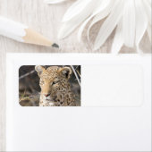 Leopard portret etiket (Insitu)