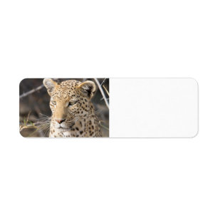 Leopard portret etiket