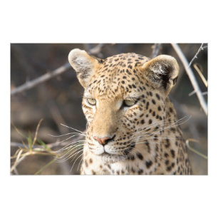 Leopard portret foto afdruk