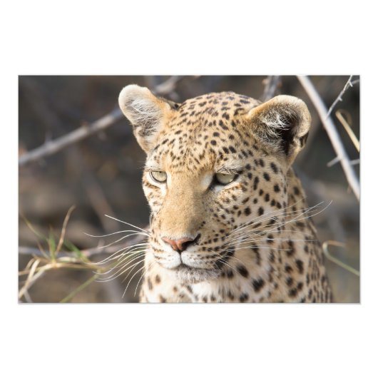 Leopard portret foto afdruk (Voorkant)