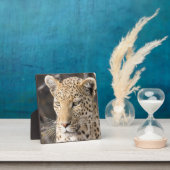 Leopard portret fotoplaat (Insitu)