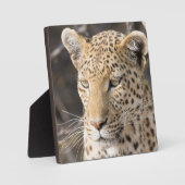 Leopard portret fotoplaat (Voorkant)