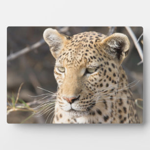 Leopard portret fotoplaat