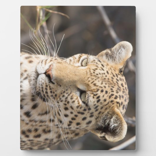 Leopard portret fotoplaat (Voorkant)