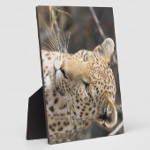 Leopard portret fotoplaat (Zijkant)