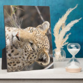 Leopard portret fotoplaat (Zijkant)