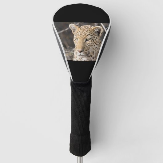Leopard portret golfheadcover (Voorkant)