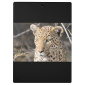 Leopard portret klembord (Achterkant)