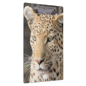 Leopard portret klembord (Rechts)