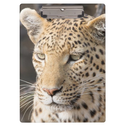 Leopard portret klembord (Voorkant)