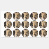 Leopard portret labels (Vel)