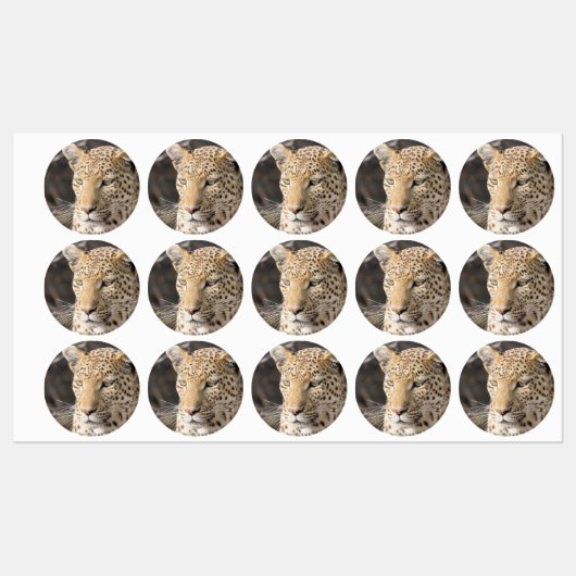 Leopard portret labels (Vel)
