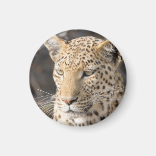 Leopard portret magneet