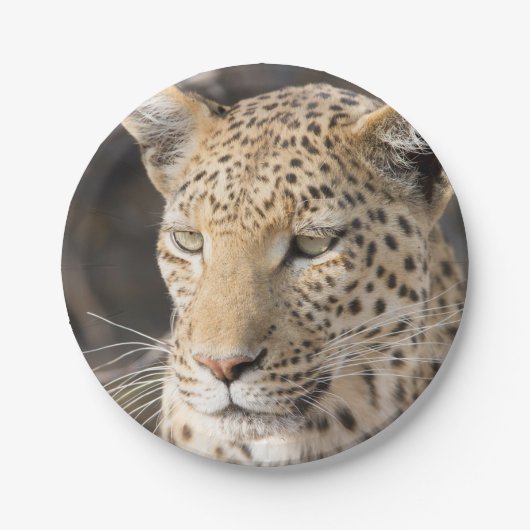 Leopard portret papieren bordje (Voorkant)