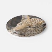 Leopard portret papieren bordje (Gekanteld)