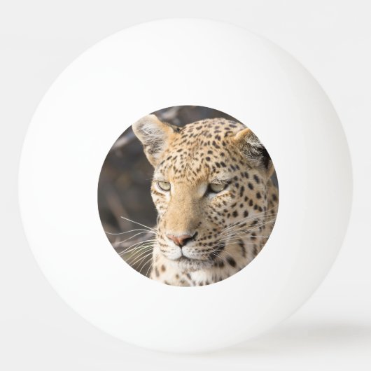 Leopard portret pingpongbal (Achterkant)