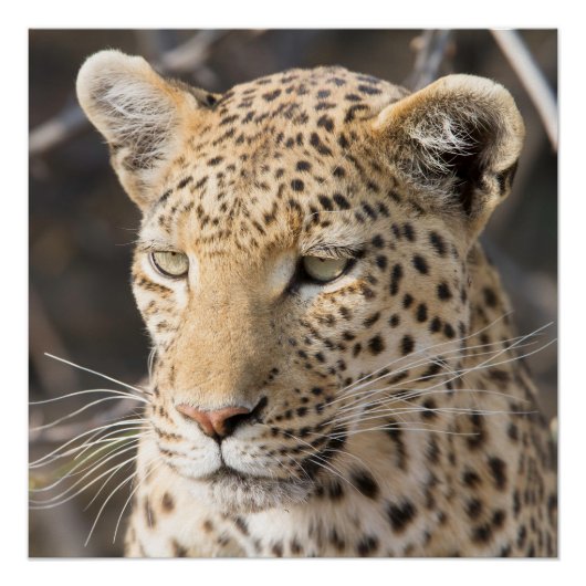 Leopard portret poster (Voorkant)