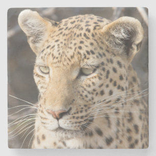 Leopard portret stenen onderzetter