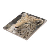 Leopard portret tegeltje (Zijkant)