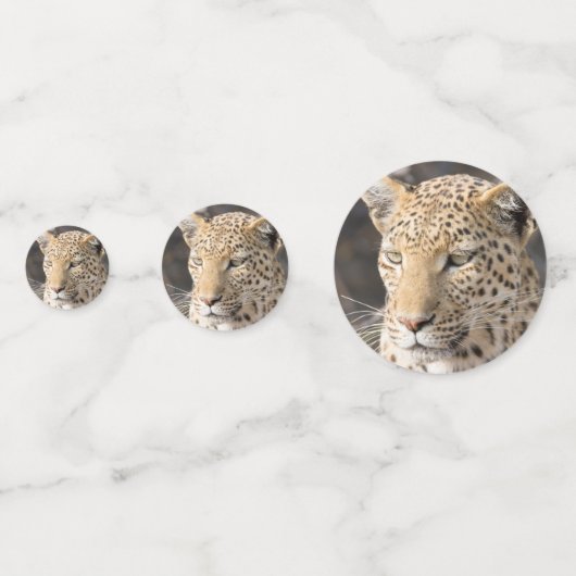 Leopard-portretfoto Confetti (Achterkanten)