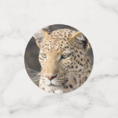 Leopard-portretfoto Confetti (Kleine voorkant)