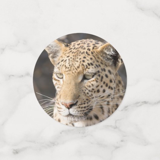 Leopard-portretfoto Confetti (Kleine voorkant)