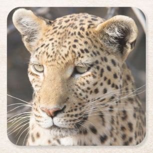 Leopard-portretfoto Kartonnen Onderzetters