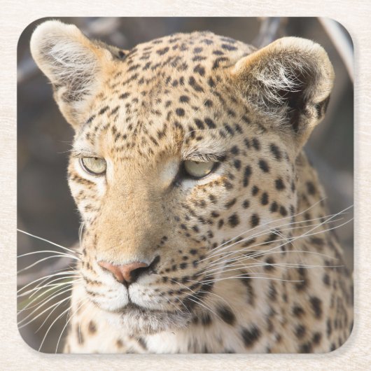 Leopard-portretfoto Kartonnen Onderzetters (Voorkant)