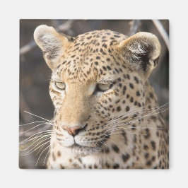 Leopard-portretfoto Magneet