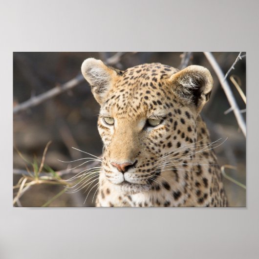 Leopard-portretfoto Poster (Voorkant)