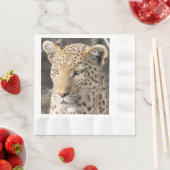 Leopard-portretfoto Servet (Insitu)