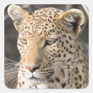 Leopard-portretfoto Vierkante Sticker