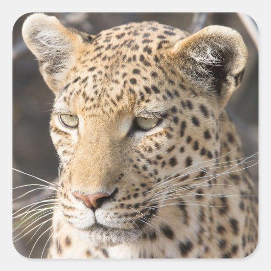 Leopard-portretfoto Vierkante Sticker (Voorkant)