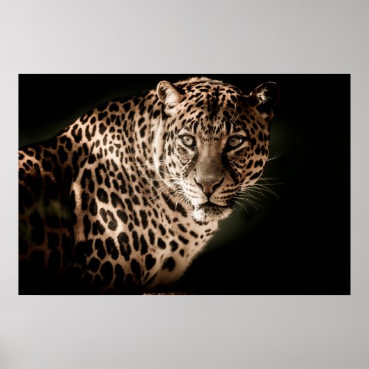 Leopard Poster (Voorkant)